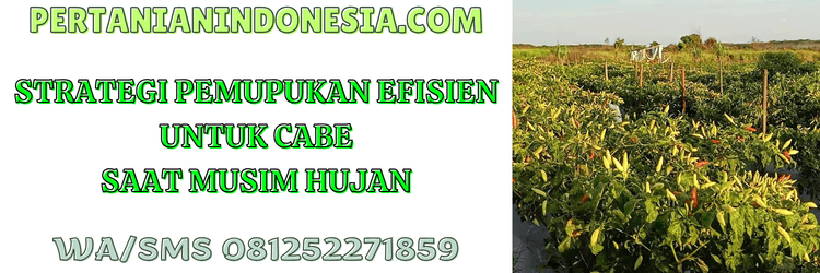 strategi,pemupukan,pengaplikasian,produk,pertanian indonesia